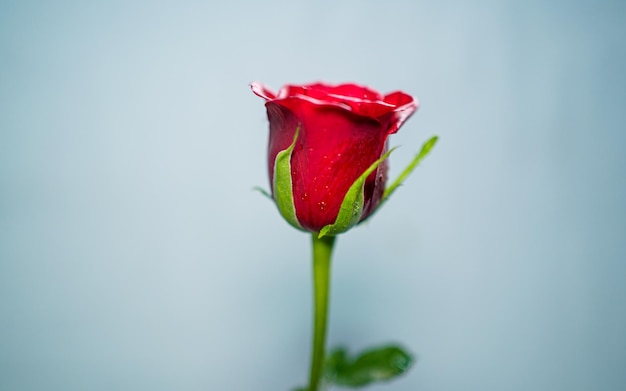Близкий вид на красный и желтый цветок розы