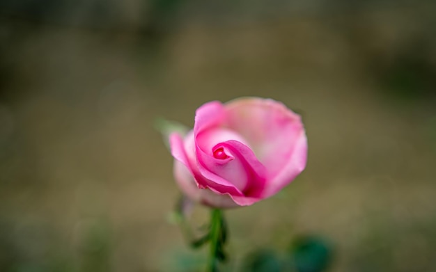 Foto vista ravvicinata del fiore rosa durante il giorno di san valentino