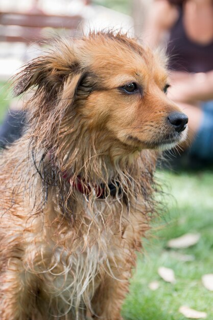 Close view of a small domestic pet dog.