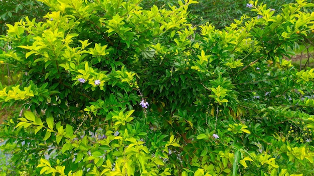 Close view tehtehan acalypha siamensis