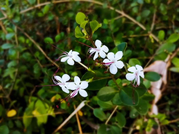 Vista ravvicinata dei fiori di volkameria inermis che fioriscono con sfondo naturale in bangladesh