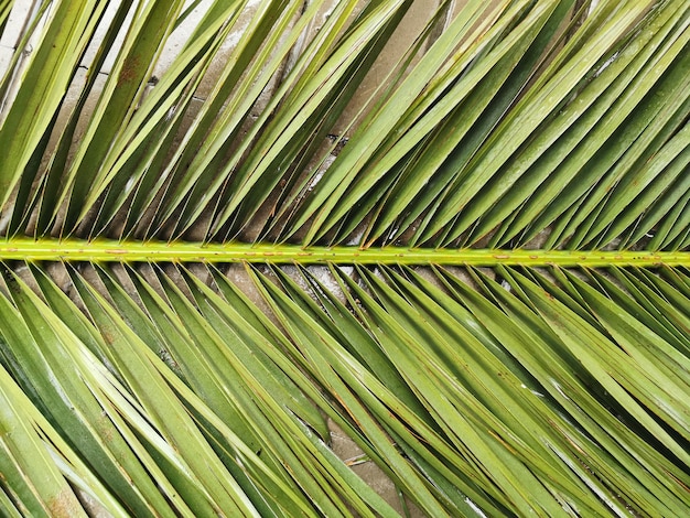 Close view of wet green palm leaves