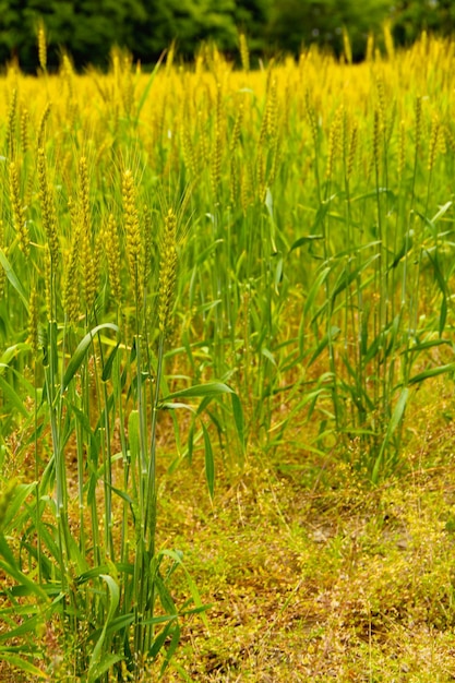 Photo close view of a wheat field on a cloudy day