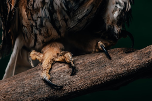 close view wild owl claws