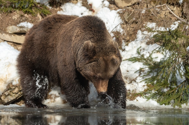 Foto chiudere il grande orso bruno selvaggio nella foresta invernale