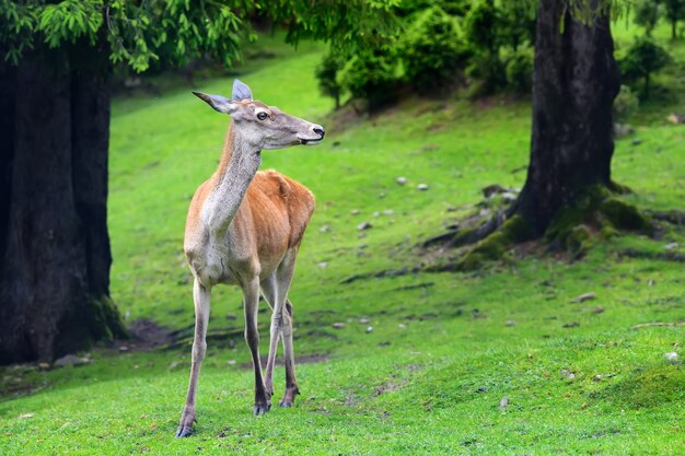 Close young female deer in summer forest