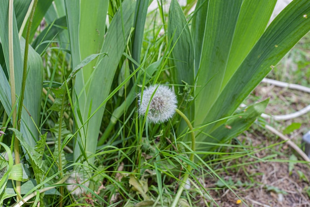 タンポポの閉じた芽緑の草のタンポポ白い花高品質の写真