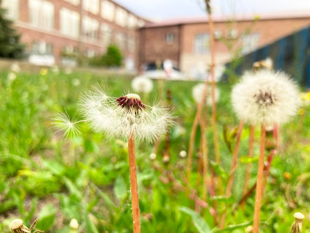 緑の草のタンポポタンポポの白い花の閉じた芽