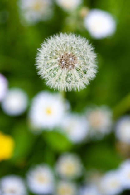 緑の草のタンポポタンポポの白い花の閉じた芽