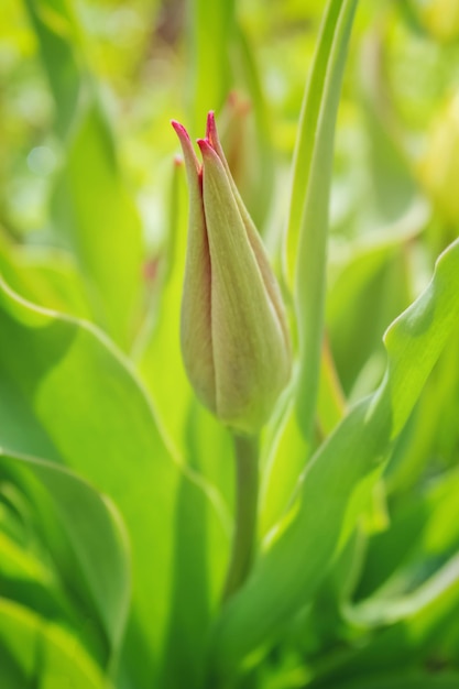 Closed bud of pink tulip in spring