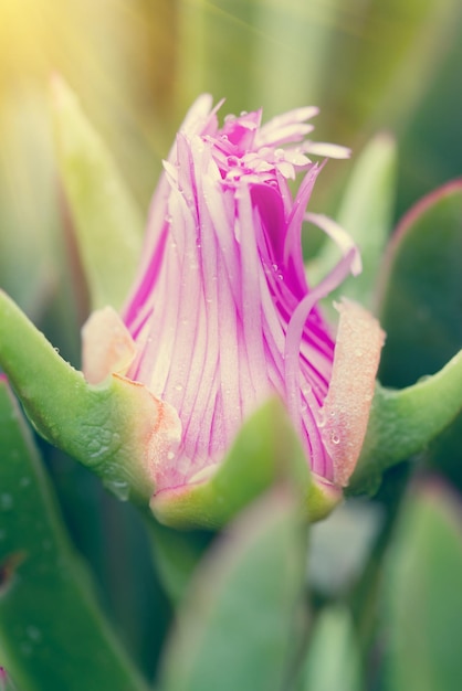 Closed bud with pink flower among green leaves sunny