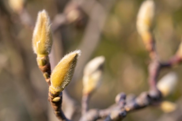 A closed magnolia bud emerging from a fluffy outer shell the variety is magnolia sulanja a pink flow