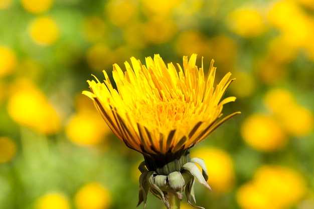 Closed at night or in cold weather, a bud of a yellow dandelion. Photo close-up of a meadow. Spring , close-up photo