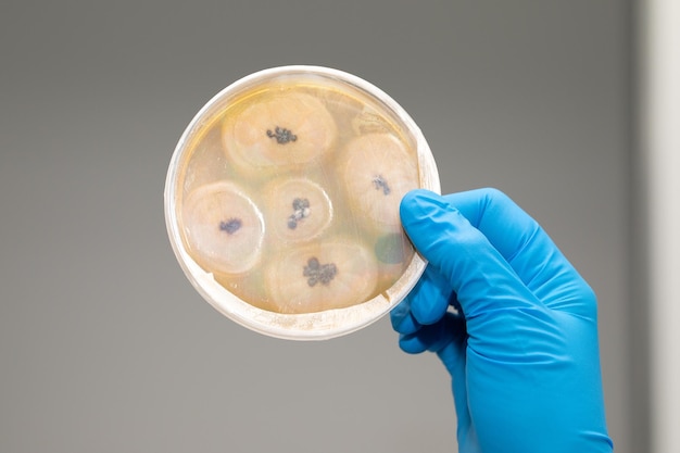 Closed Petri dish with bacterial colonies or molds Round glass lab equipment held in hand