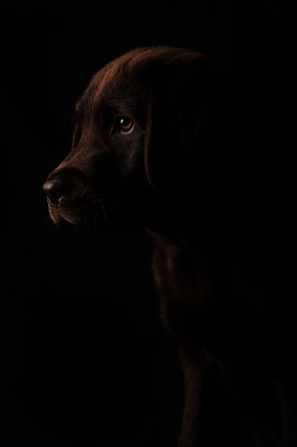 Closed portrait of beautiful chocolate colored Labrador puppy in profile with attentive look to the side isolated on black background, front view