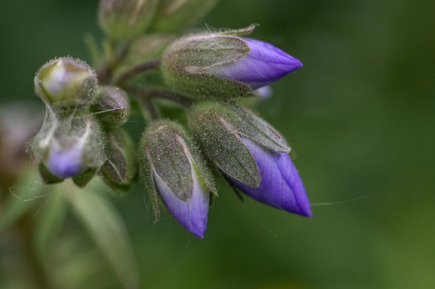 Closed purple bright buds macro