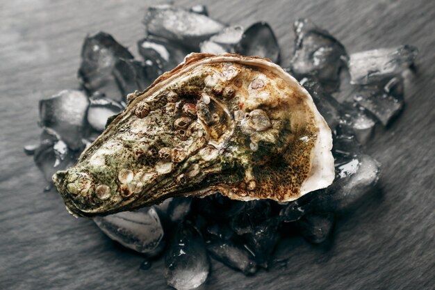 A closed sea oyster lying on ice on a dark background