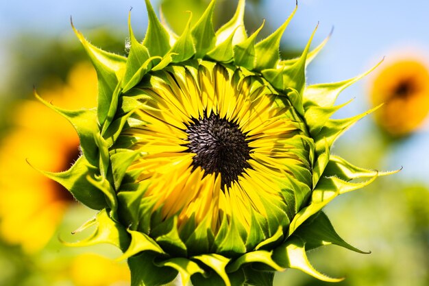 Closed sunflower in the field natural symmetrical