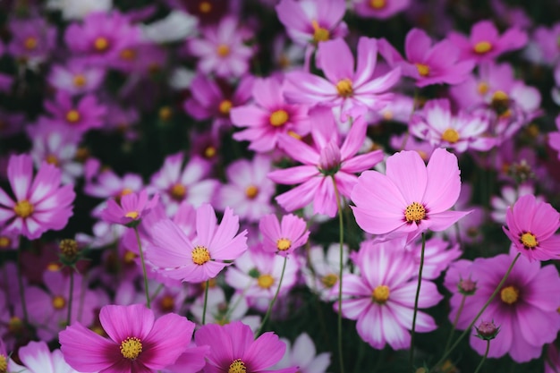 ヴィンテージトーン、自然の花の背景の概念の庭で美しいピンクのコスモスの花を閉じた