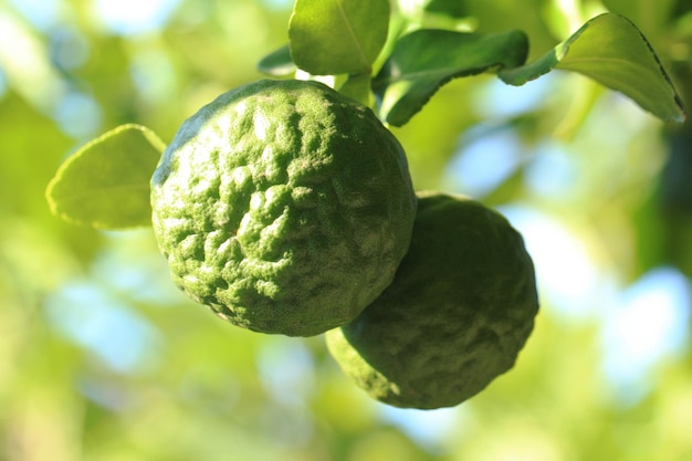 Foto chiuso il frutto del bergamotto e l'albero del bergamotto nel giardino biologico possono essere utilizzate erbe aromatiche e cucina tailandese