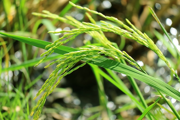 Piante di riso crescenti verde intenso chiuse nella risaia della tailandia