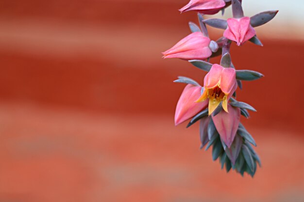 Mazzo chiuso di fiori rosa e porpora