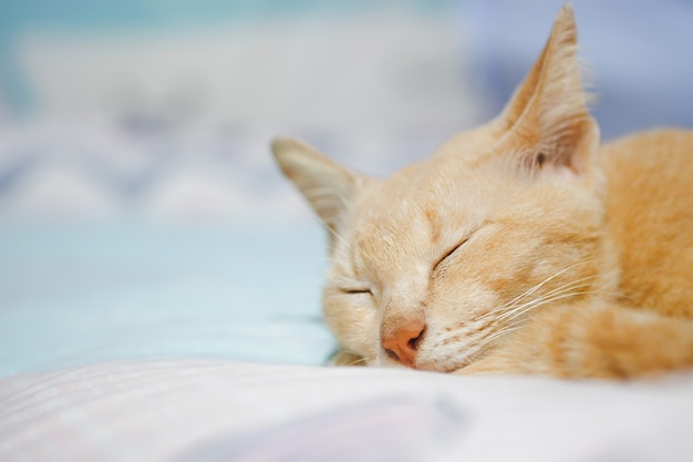 Closed up Cat cream Tabby sleeping on the bed, Thai pets breed relaxing, Free copy space.