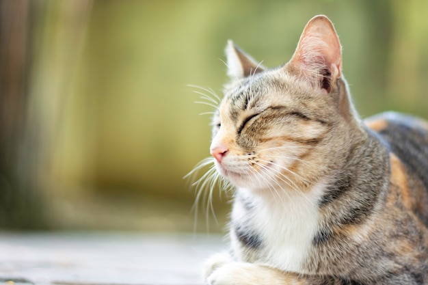 Closed up cat tabby with a tiger pattern sleeping on the floor Thai cat breed relaxing