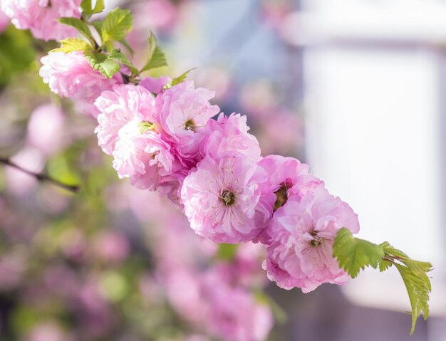 桜のクローズアップ