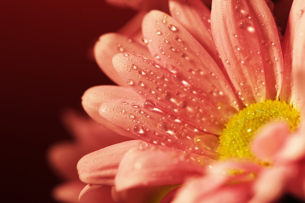 Photo closed up chrysanthemum