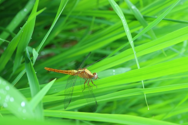 Closed up a dragonfly resting on the vibrant green grass