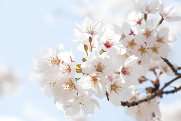 青空の背景に花さくら桜のクローズアップ