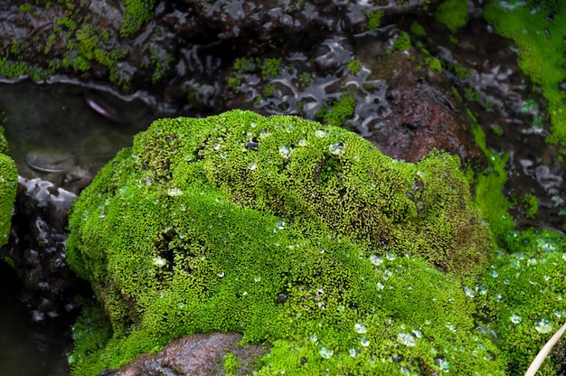 熱帯林の緑の苔を閉じた