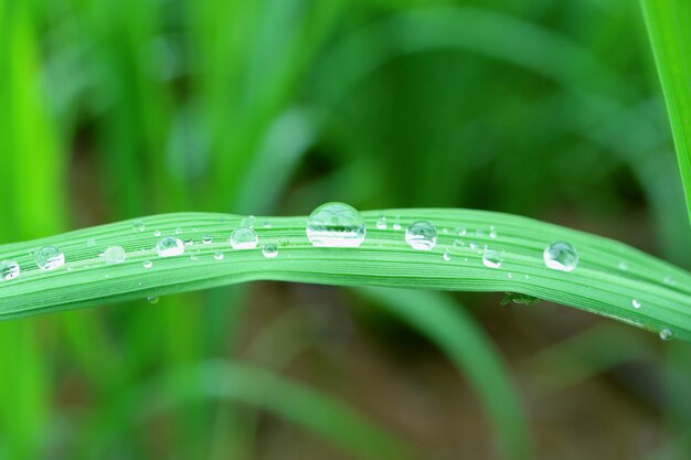 Closed up many crystal clear water droplets on vibrant green leaf