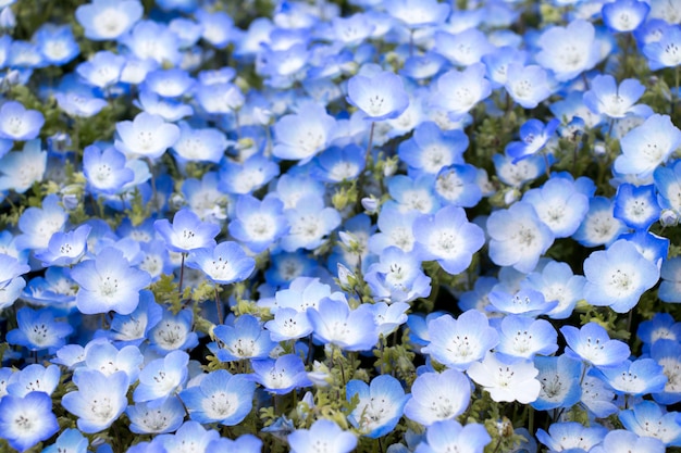 Nemophila (아기 파란 눈) 꽃 배경의 폐쇄