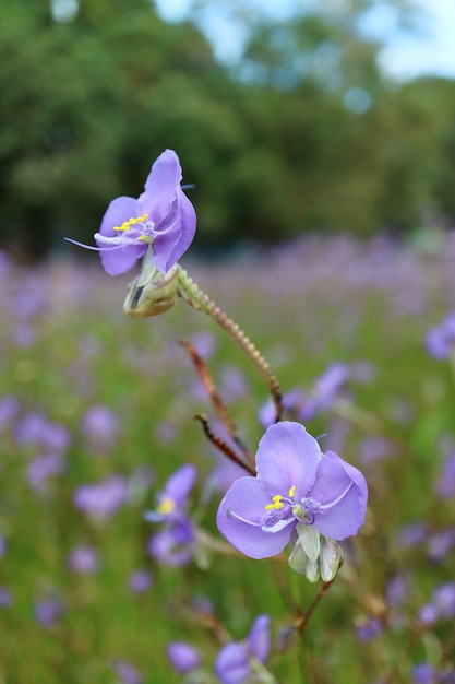 バックグラウンドでぼやけた花畑とパステル紫イボクサの花のペアを閉じた