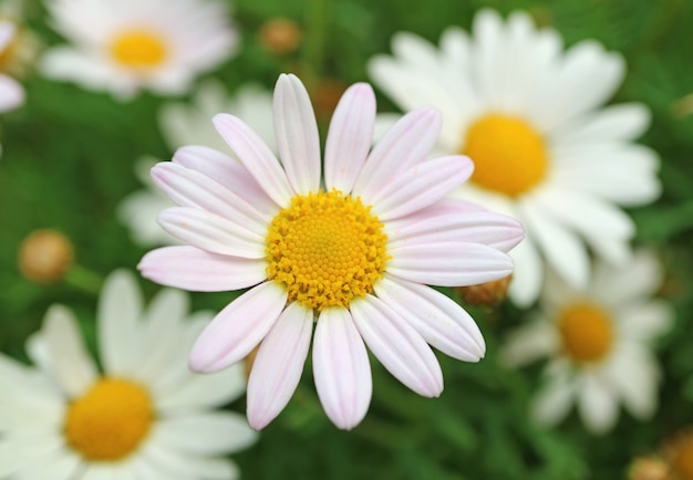 バックグラウンドでぼやけた白いヒナギクと淡いピンクのデイジーの花で引けた