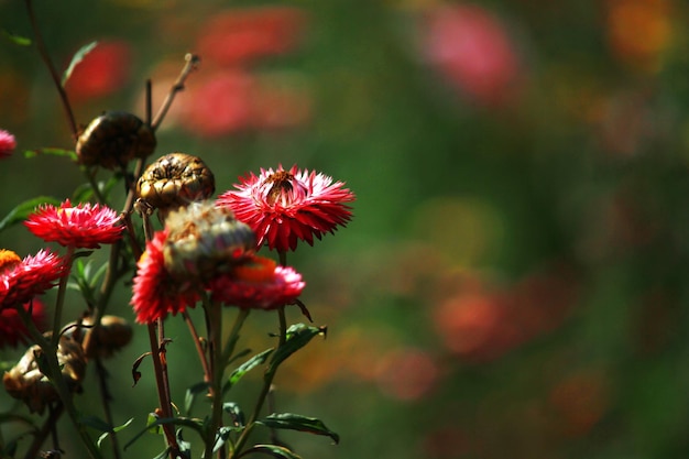 ピンクの咲くhelichrysumbracteatumwilldflowersまたは自然界の永遠の花をクローズアップ