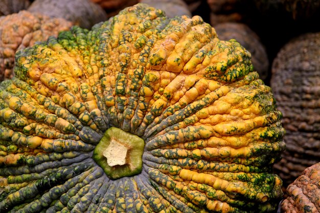 Closed up rough skin of yellow and green pumpkin