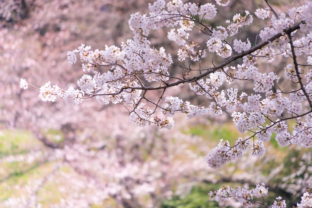 さくら桜の花と枝のクローズアップショット