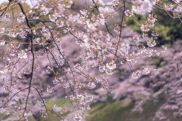 Закрытая съемка сакуры сакуры цветок и ветви