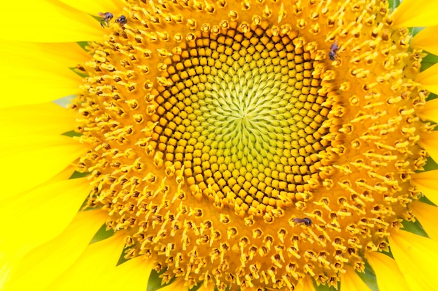 Closed up sunflower details in bloom with insects 