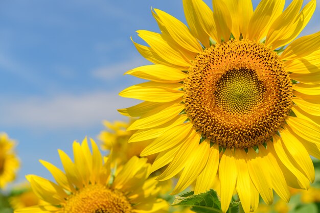 農場でのひまわりの花の閉鎖