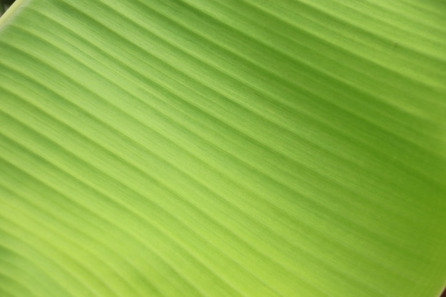 Closed up of texture light green banana leaf