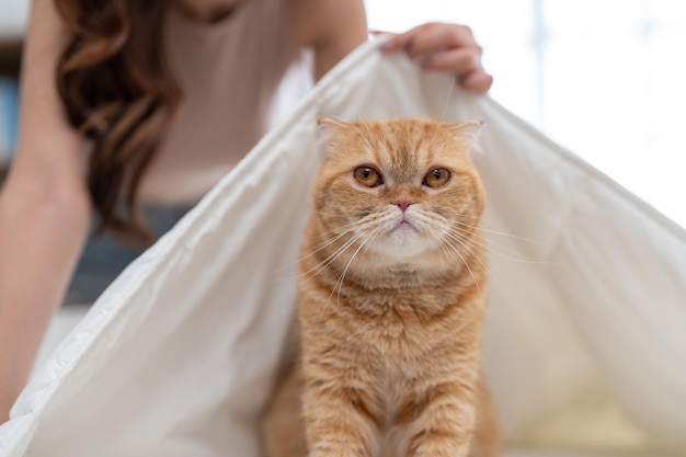 Photo closed up unhappy cat face sitting on bed