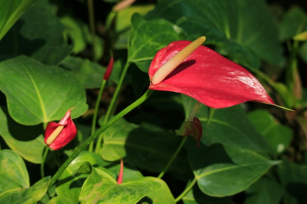 Closed Up Vibrant Red Flamingo Flower in the Sunlight