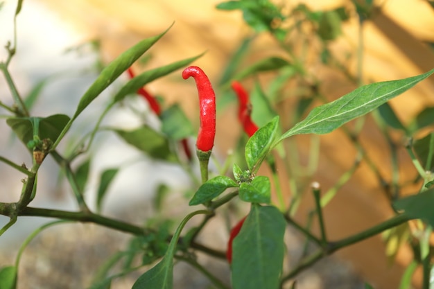 Photo closed up vibrant red fresh ripe thai chili peppers on the plants