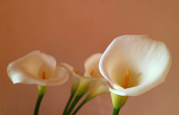 Closed up white Calla lily flowers against light brown wall