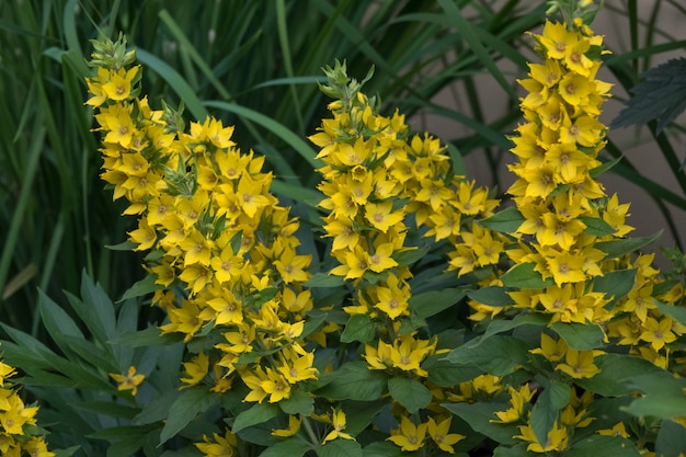 庭の黄色の菊の花の背景のクローズアップ