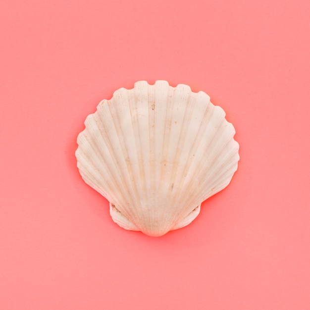 Photo closed white scallop seashell on coral background